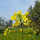 Brassica Compestris 100 PCS Seeds
