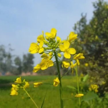 Brassica Compestris 100 PCS Seeds