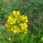 Brassica Compestris 100 PCS Seeds