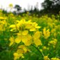 Brassica Compestris 100 PCS Seeds