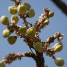Boswellia serrata Indian Frankincense Salai Guggal 5 PCS Seeds