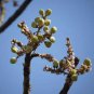 Boswellia serrata Indian Frankincense Salai Guggal 5 PCS Seeds