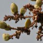 Boswellia serrata Indian Frankincense Salai Guggal 5 PCS Seeds
