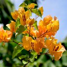 Bougainvillea Spectabilis Willd Bonsai Bonsai Plant 100 PCS Seeds Bougainvillea Spectabilis Willd Bonsai Bonsai Plant 100 PCS Seeds