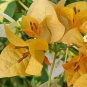Bougainvillea Spectabilis Willd Bonsai Bonsai Plant 100 PCS Seeds