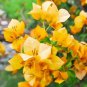 Bougainvillea Spectabilis Willd Bonsai Bonsai Plant 100 PCS Seeds