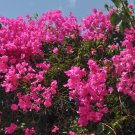 Bougainvillea Spectabilis Willd Bonsai 100 PCS Seeds Bougainvillea Spectabilis Willd Bonsai 100 PCS Seeds