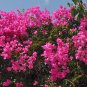 Bougainvillea Spectabilis Willd Bonsai 100 PCS Seeds