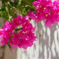 Bougainvillea Spectabilis Willd Bonsai 100 PCS Seeds