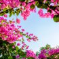 Bougainvillea Spectabilis Willd Bonsai 100 PCS Seeds
