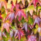 Boston Ivy Garden Climbing Creeper Plants Outdoor Wall Decor 100 PCS Seeds Boston Ivy Garden Climbing Creeper Plants Outdoor Wall Decor 100 PCS Seeds