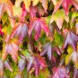 Boston Ivy Garden Climbing Creeper Plants Outdoor Wall Decor 100 PCS Seeds