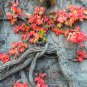 Boston Ivy Garden Climbing Creeper Plants Outdoor Wall Decor 100 PCS Seeds