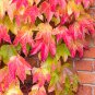 Boston Ivy Garden Climbing Creeper Plants Outdoor Wall Decor 100 PCS Seeds