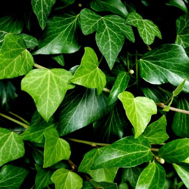 Boston Ivy Bonsai Ivy 100 PCS Seeds