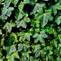Boston Ivy Bonsai Ivy 100 PCS Seeds