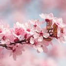 Bonsai Tree Japanese Sakura 10 PCS Seeds Bonsai Tree Japanese Sakura 10 PCS Seeds