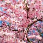 Bonsai Tree Japanese Sakura 10 PCS Seeds