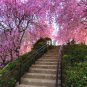 Bonsai Tree Japanese Sakura 10 PCS Seeds