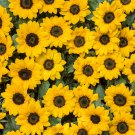 Bonsai Short Sunflowers 20 PCS Seeds