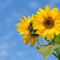 Bonsai Short Sunflowers 20 PCS Seeds