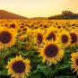 Bonsai Short Sunflowers 20 PCS Seeds