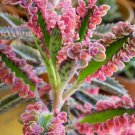 Bonsai Mixed Longevity Flower Kalanchoe Semente Flor Novel Plants 100 PCS Seeds Bonsai Mixed Longevity Flower Kalanchoe Semente Flor Novel Plants 100 PCS Seeds