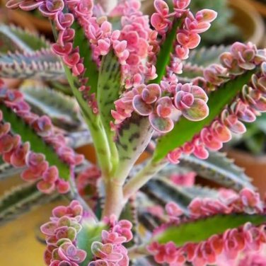 Bonsai Mixed Longevity Flower Kalanchoe Semente Flor Novel Plants 100 PCS Seeds