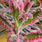 Bonsai Mixed Longevity Flower Kalanchoe Semente Flor Novel Plants 100 PCS Seeds