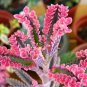 Bonsai Mixed Longevity Flower Kalanchoe Semente Flor Novel Plants 100 PCS Seeds