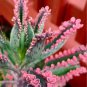 Bonsai Mixed Longevity Flower Kalanchoe Semente Flor Novel Plants 100 PCS Seeds