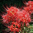 Bonsai Lycoris flor no Lycoris foco colores mixtos 100 PCS Seeds Bonsai Lycoris flor no Lycoris foco colores mixtos 100 PCS Seeds