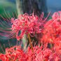 Bonsai Lycoris flor no Lycoris foco colores mixtos 100 PCS Seeds