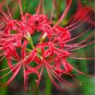 Bonsai Lycoris flor no Lycoris foco colores mixtos 100 PCS Seeds
