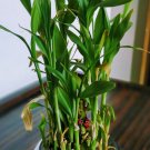 Bonsai Lucky Bamboo Plants Aquatic Plants 20 PCS Seeds Bonsai Lucky Bamboo Plants Aquatic Plants 20 PCS Seeds