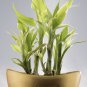 Bonsai Lucky Bamboo Plants Aquatic Plants 20 PCS Seeds