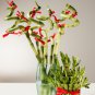 Bonsai Lucky Bamboo Plants Aquatic Plants 20 PCS Seeds