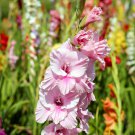 Bonsai Cut Gladiolus Flowers 100 PCS Seeds Bonsai Cut Gladiolus Flowers 100 PCS Seeds