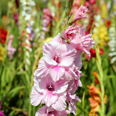 Bonsai Cut Gladiolus Flowers 100 PCS Seeds