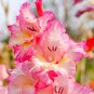 Bonsai Cut Gladiolus Flowers 100 PCS Seeds