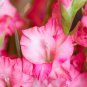 Bonsai Cut Gladiolus Flowers 100 PCS Seeds
