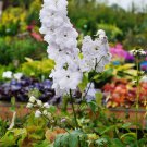 Bonsai Delphinium Seedling Muti-Color Delphinium Consolida Organic 100 PCS Seeds