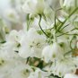 Bonsai Delphinium Seedling Muti-Color Delphinium Consolida Organic 100 PCS Seeds