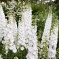 Bonsai Delphinium Seedling Muti-Color Delphinium Consolida Organic 100 PCS Seeds