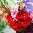 Bonsai Cut Gladiolus Flowers for Garden 100 PCS Seeds