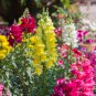 Bonsai Cut Gladiolus Flowers for Garden 100 PCS Seeds