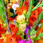 Bonsai Cut Gladiolus Flowers for Garden 100 PCS Seeds