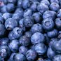 Blueberry 200 PCS Seeds