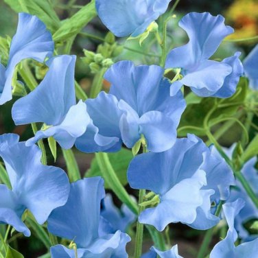 Blue Tall Sweet Pea 100 PCS Seeds