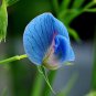 Blue Tall Sweet Pea 100 PCS Seeds